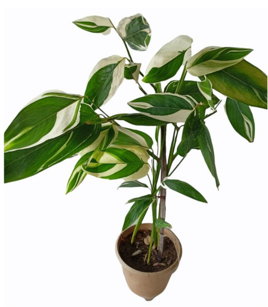 Arrowroot Plant