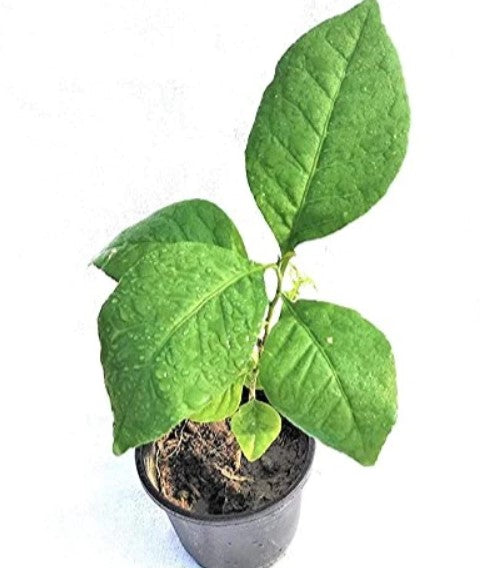 Bel Patra Plant