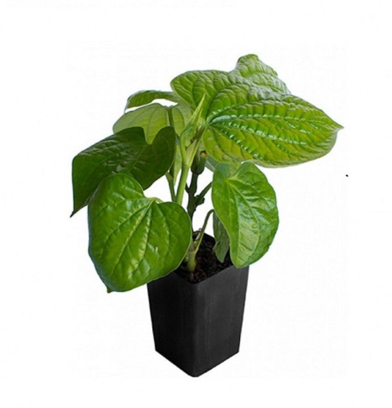 Betel Leaf / Paan Plant