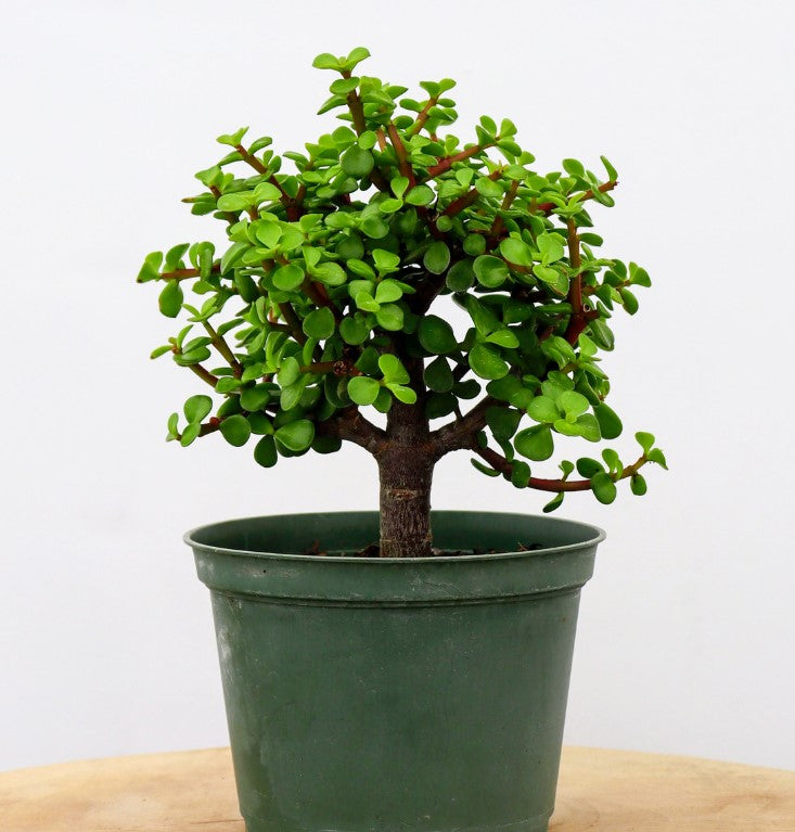 Dwarf Jade - Bonsai Tree