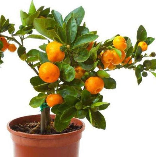 Narangi Plant