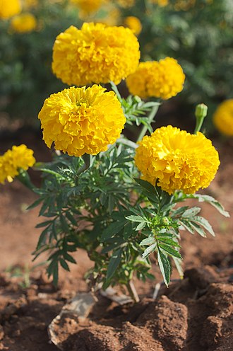 Marigold Plant/ Genda